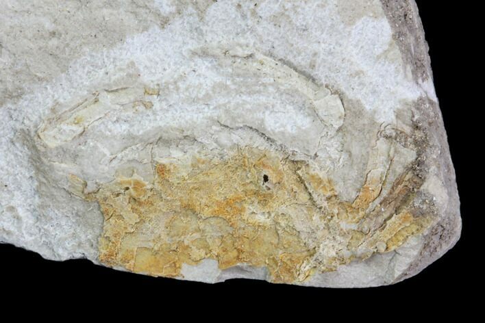 Fossil Pea Crab (Pinnixa) From California - Miocene #85317